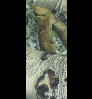 Neosupreme Mossy Oak Mountain Country With Black Sides swatch